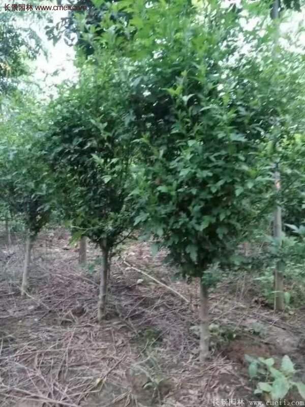 哪種木槿規格在園林上應用最多