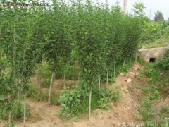 2017年最新木槿樹苗價格預(yù)測