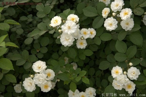 薔薇苗哪里有賣(mài)？