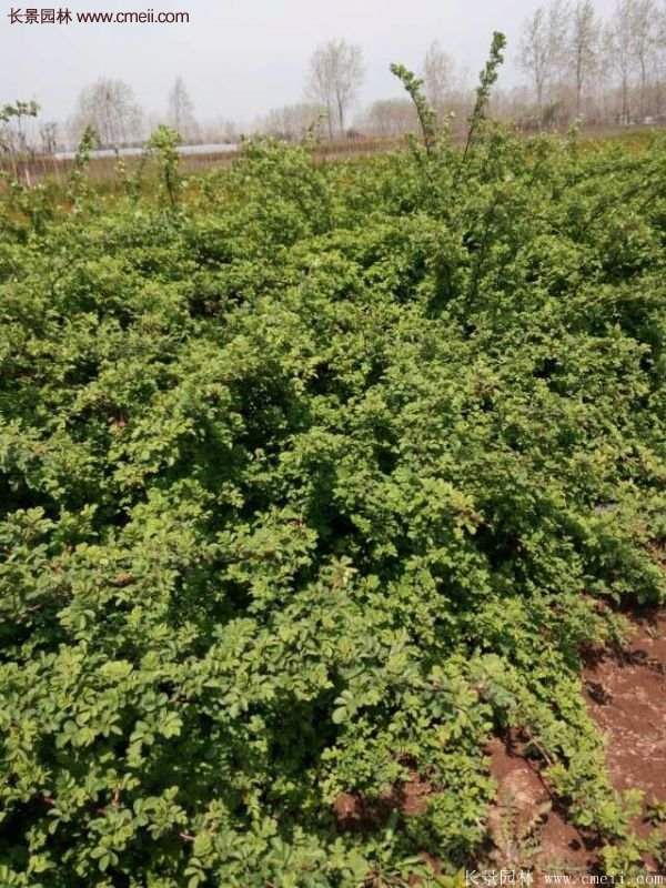 薔薇苗哪里有賣(mài)？