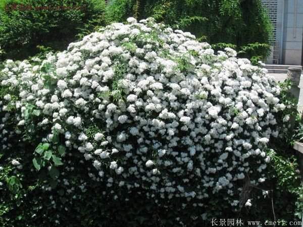 薔薇基地的爬藤薔薇