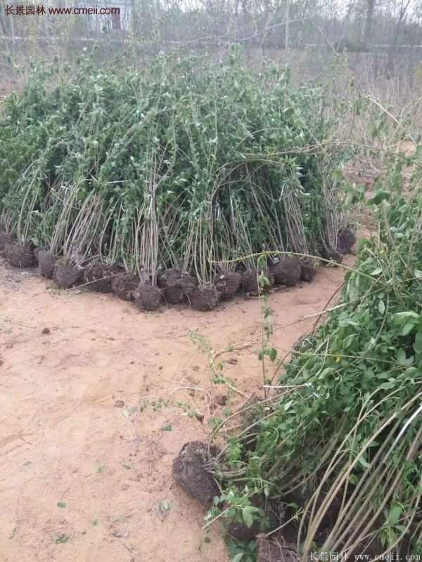 沭陽連翹的價(jià)格