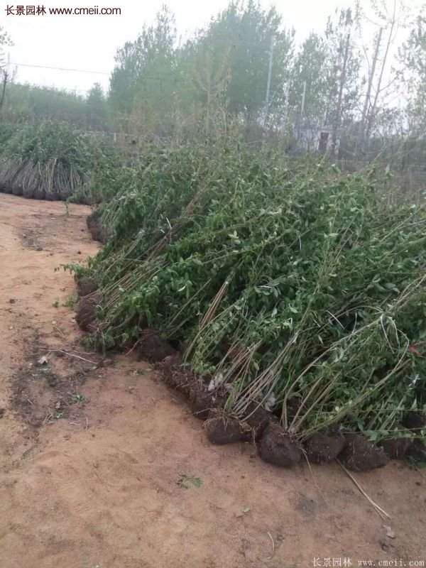 沭陽連翹的價(jià)格