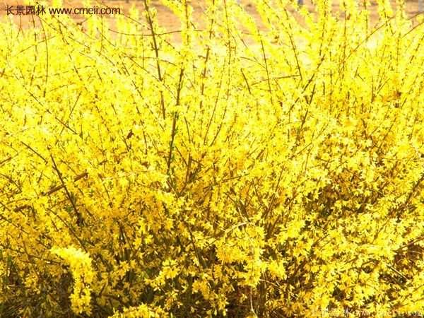 沭陽連翹的價(jià)格