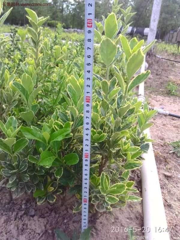 沭陽金邊黃楊規格