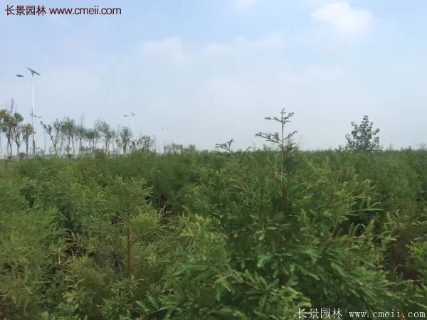 優(yōu)質水杉樹