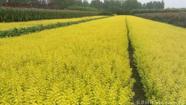 金葉女貞苗、金葉女貞球