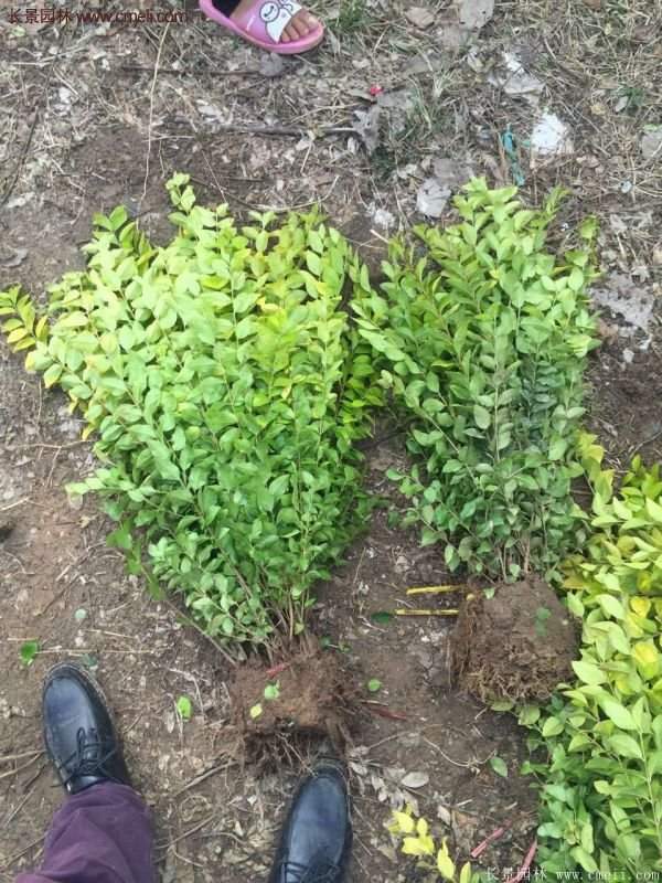 沭陽基地的金葉女貞 沭陽基地的金葉女貞