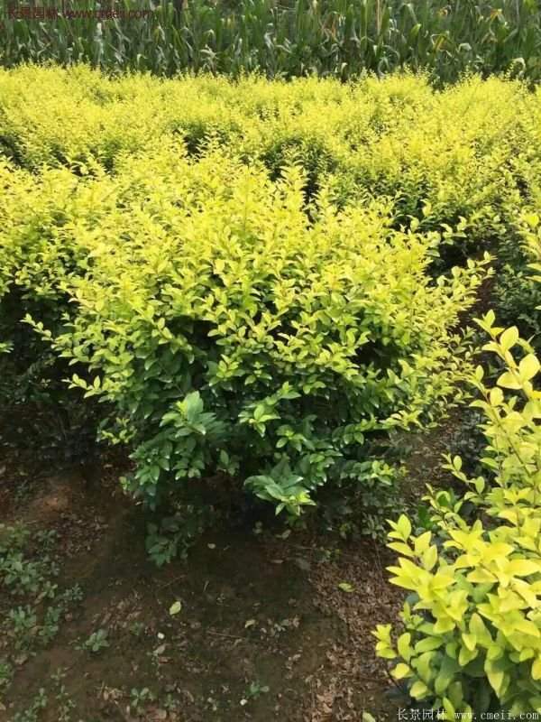 沭陽(yáng)金葉女貞 沭陽(yáng)金葉女貞