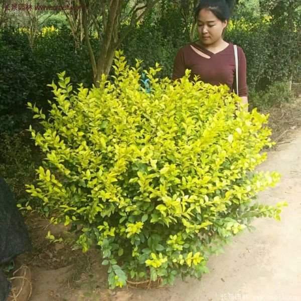 沭陽(yáng)金葉女貞 沭陽(yáng)金葉女貞