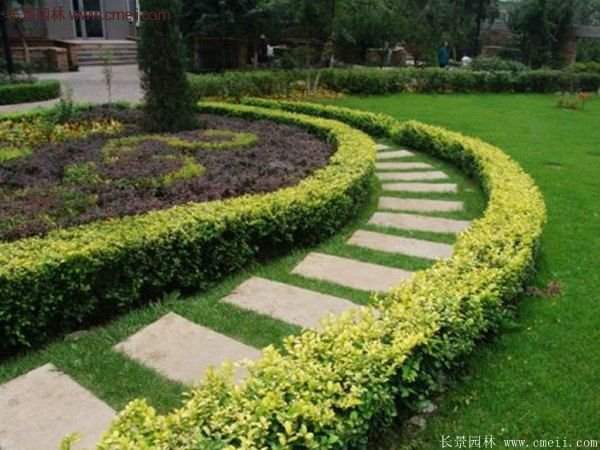 選購金葉女貞苗 選購金葉女貞苗