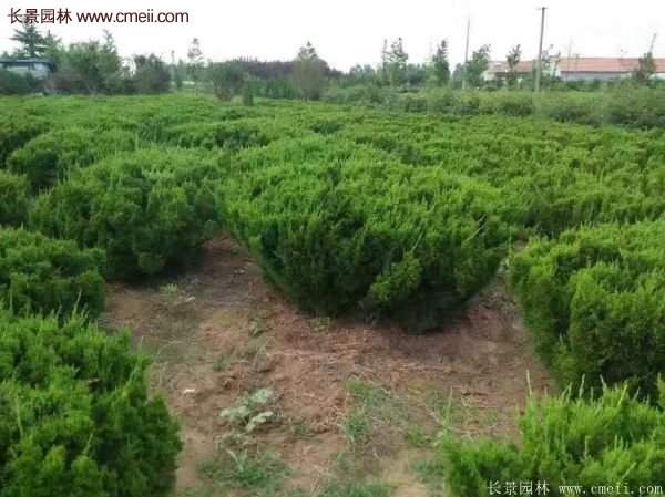 龍柏球實拍圖片