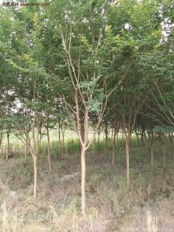 紫薇樹多少錢一棵？