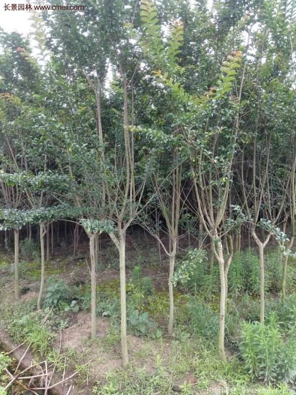 紫薇樹多少錢一棵？