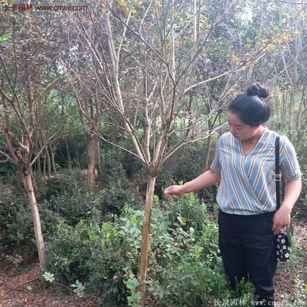 紫薇樹多少錢一棵？