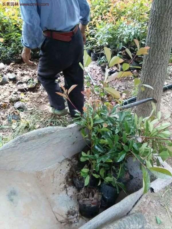 紅葉石楠的養(yǎng)護方法