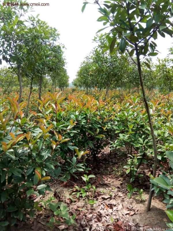 紅葉石楠的養(yǎng)護方法