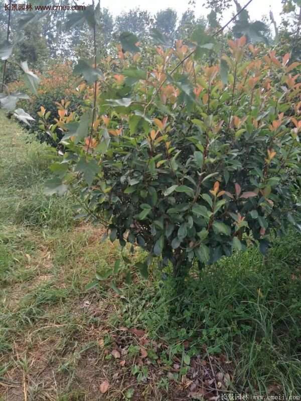 沭陽(yáng)基地的紅葉石楠球、高桿紅葉石楠