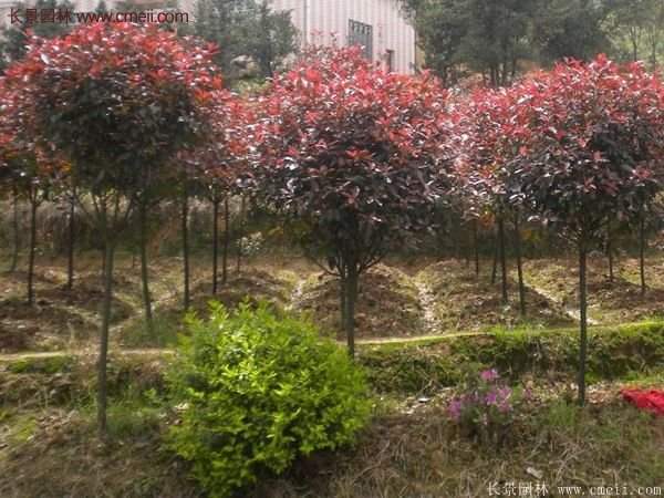 沭陽(yáng)基地的紅葉石楠球、高桿紅葉石楠