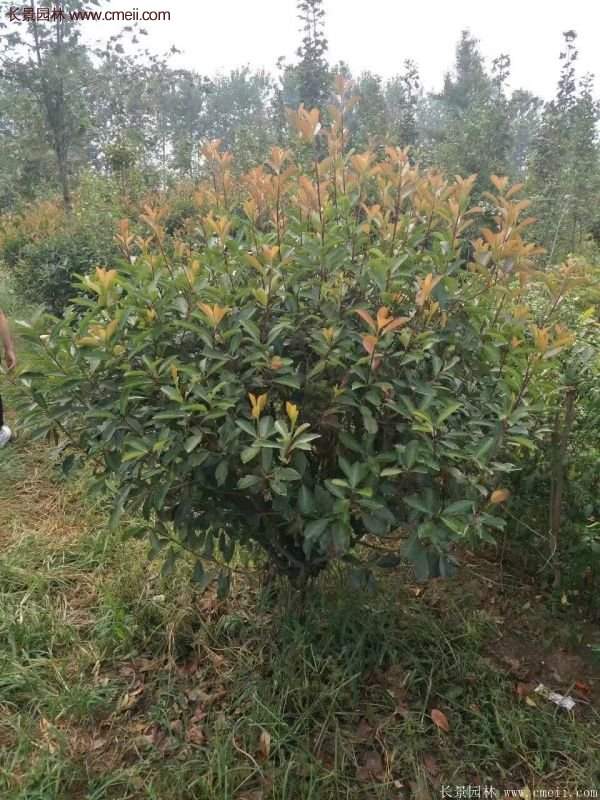 沭陽基地紅葉石楠各種規格的價格表