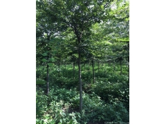 較大的櫸樹產地，產量百分之二十以上