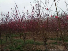 6公分紅葉碧桃多少錢一棵？