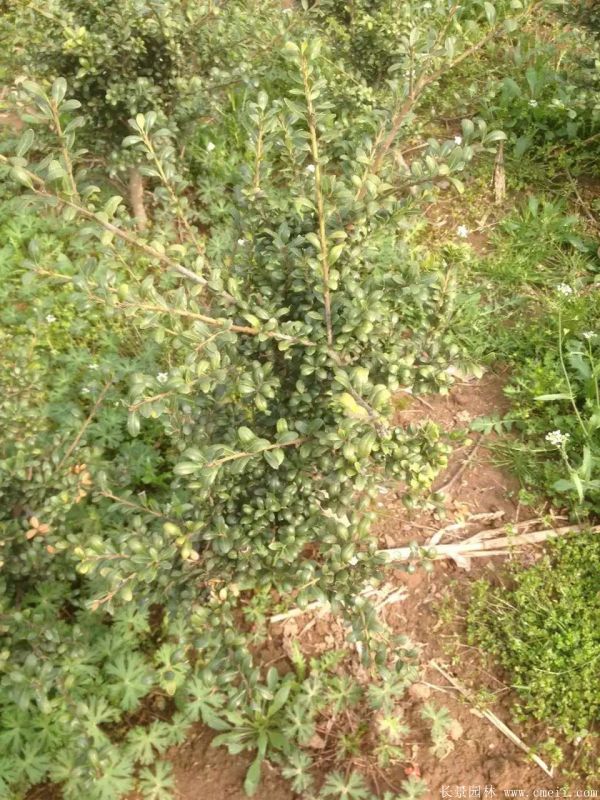 龜甲黃楊球-長(zhǎng)景園林