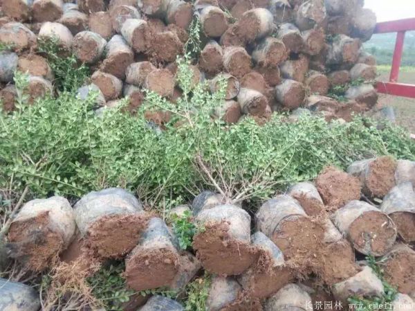 龜甲黃楊球-長(zhǎng)景園林