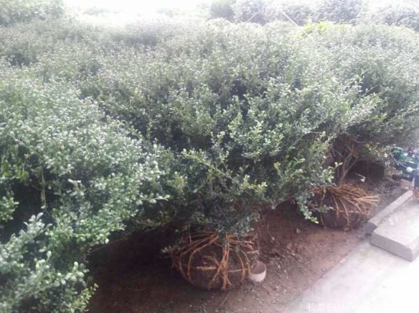 龜甲黃楊球-長(zhǎng)景園林