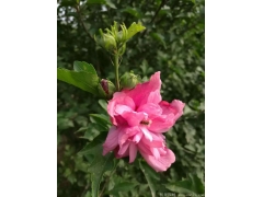 供應(yīng)4公分木槿，數(shù)量有30萬棵