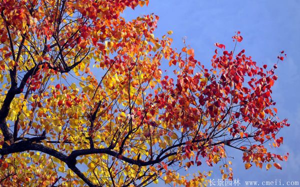 山烏桕圖片山烏桕苗木基地實拍