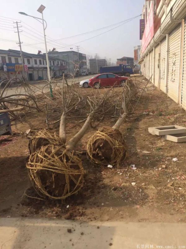 楓楊圖片楓楊樹(shù)基地實(shí)拍