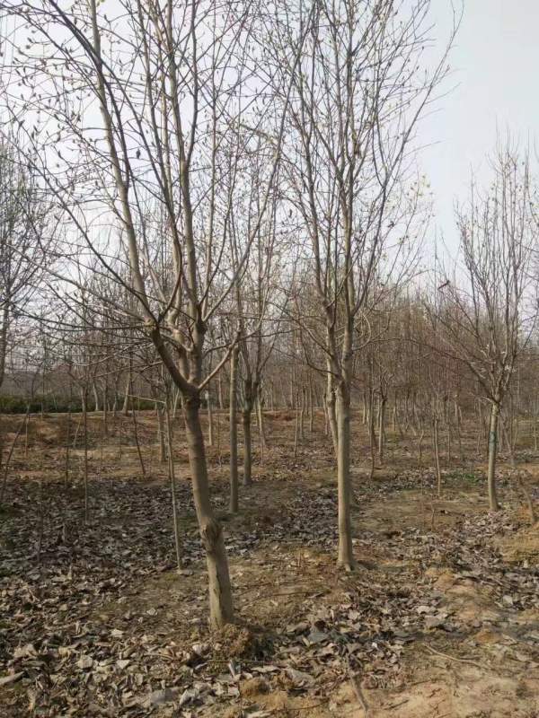 白玉蘭圖片白玉蘭基地實拍 白玉蘭圖片白玉蘭基地實拍