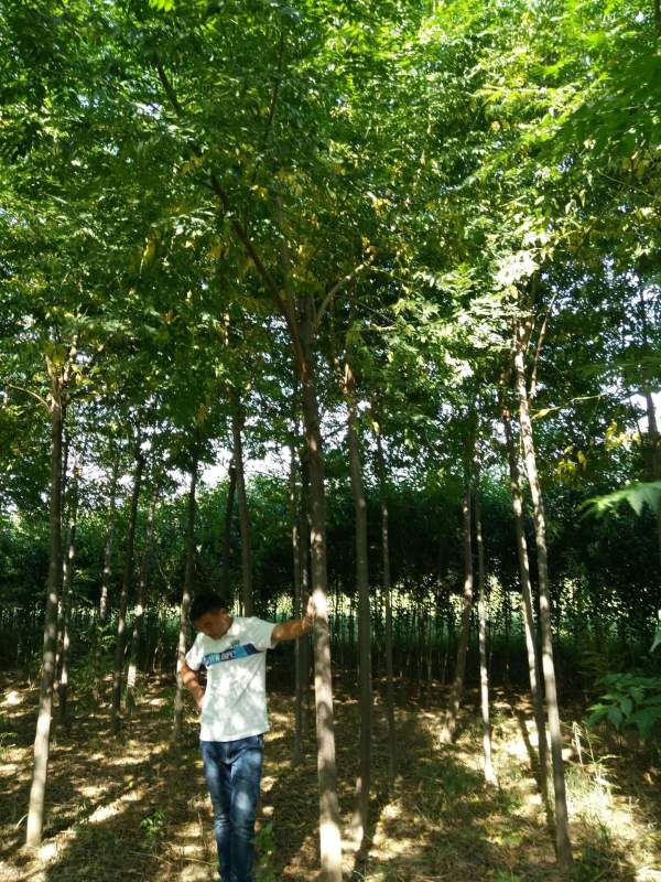 苦楝樹圖片苦楝樹基地實拍 苦楝樹圖片苦楝樹基地實拍