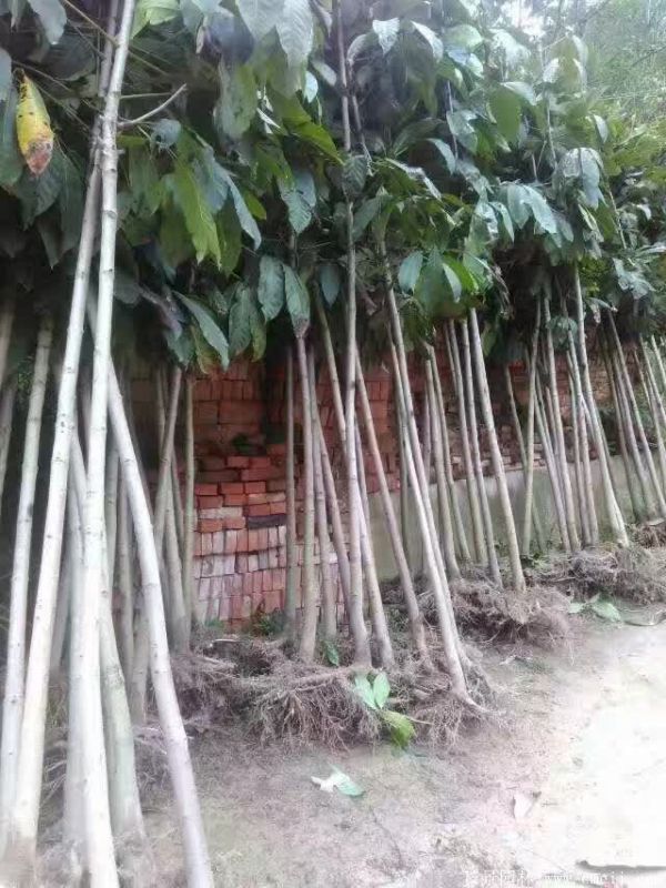 七葉樹(shù)圖片七葉樹(shù)基地實(shí)拍