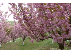 山西櫻花價格便宜嗎？