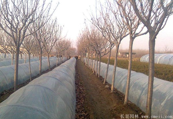 櫻花樹圖片基地實(shí)拍 櫻花樹圖片基地實(shí)拍