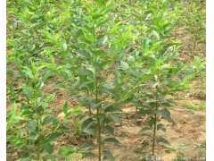 求購櫻花樹苗，選擇一家優(yōu)質(zhì),價低，誠信高的供