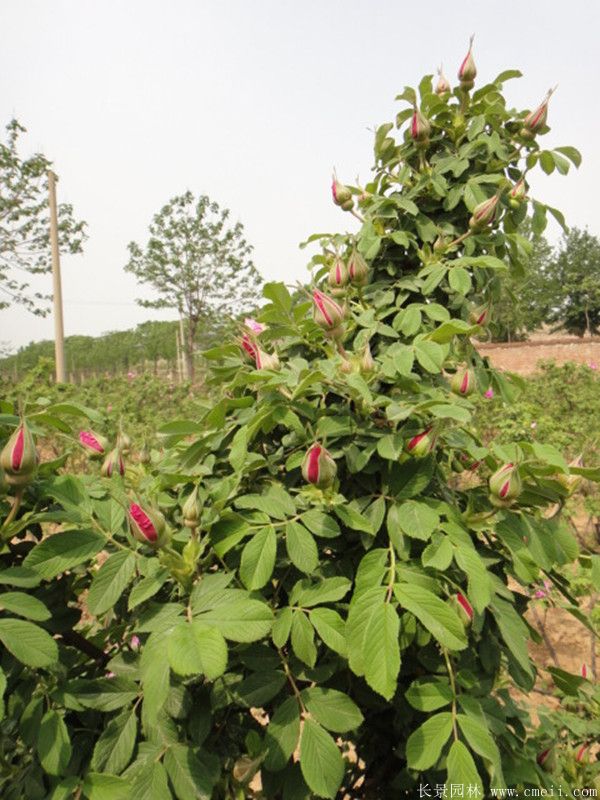 歐月基地 歐月基地