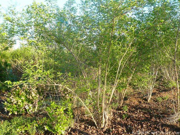 金銀木圖片基地實拍 金銀木圖片基地實拍