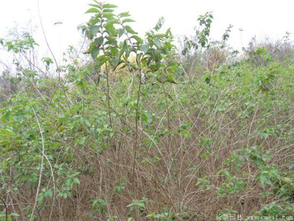 金銀木圖片基地實拍 金銀木圖片基地實拍