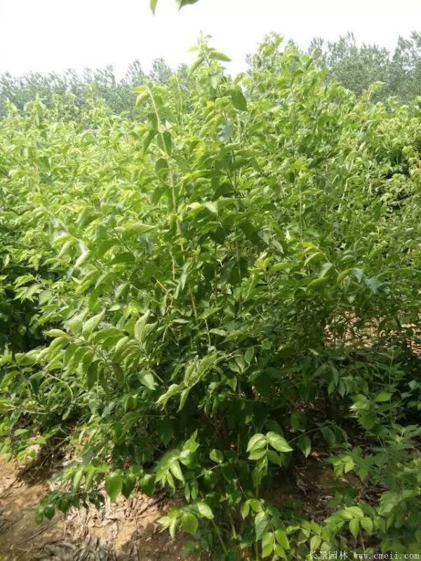 金銀木圖片基地實拍 金銀木圖片基地實拍