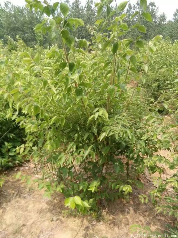 金銀木圖片基地實拍 金銀木圖片基地實拍