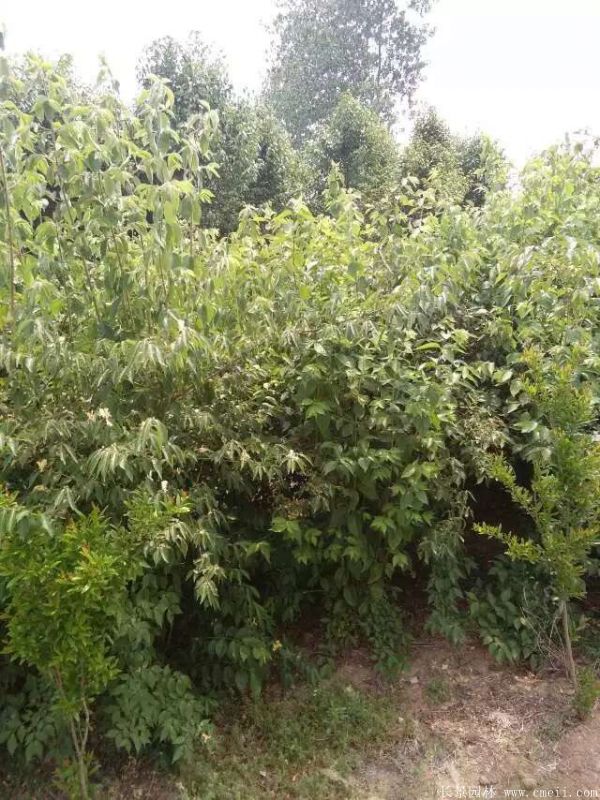 金銀木圖片基地實拍 金銀木圖片基地實拍