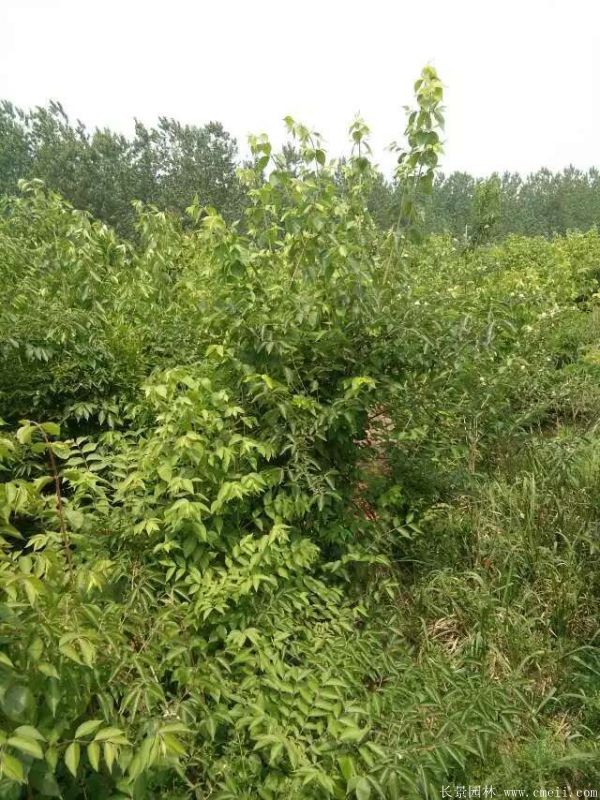 金銀木圖片基地實拍 金銀木圖片基地實拍