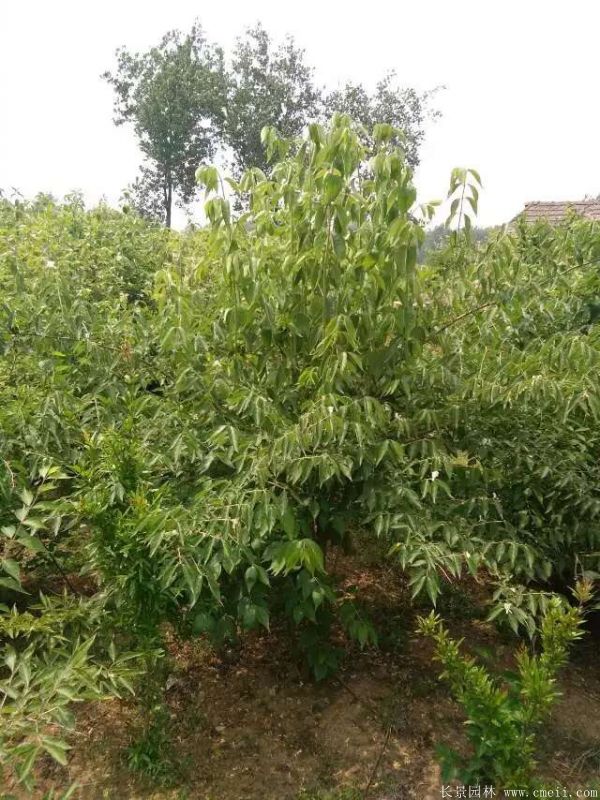 金銀木圖片基地實拍 金銀木圖片基地實拍