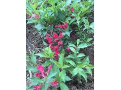 50公分紅王子錦帶價格是多少？