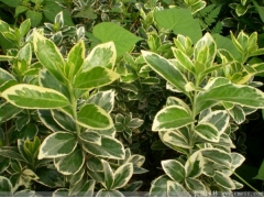 「金邊黃楊」最新金邊黃楊_價格_圖片_產(chǎn)地報價