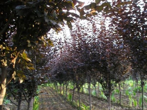 紫葉李圖片基地實拍 紫葉李圖片基地實拍