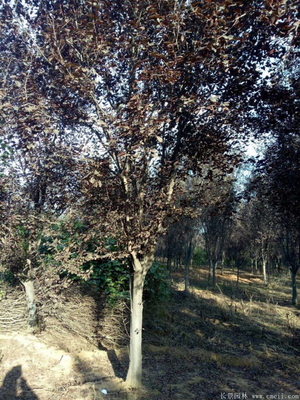 紫葉李圖片基地實拍 紫葉李圖片基地實拍